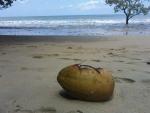 cape tribulation